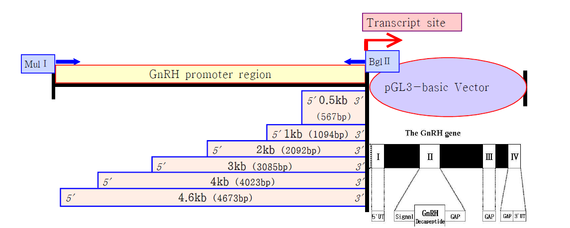 ProGnRH gene의 기본적 구조(오른쪽)와 GnRH gene 대신에 pGL3-basic vector에 GnRH promoter의 fragment를 link 시킨 모식도.