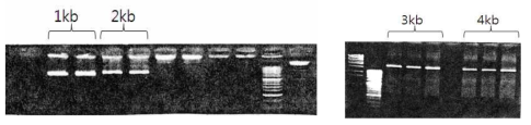 GnRH gene promoter fragment 작성