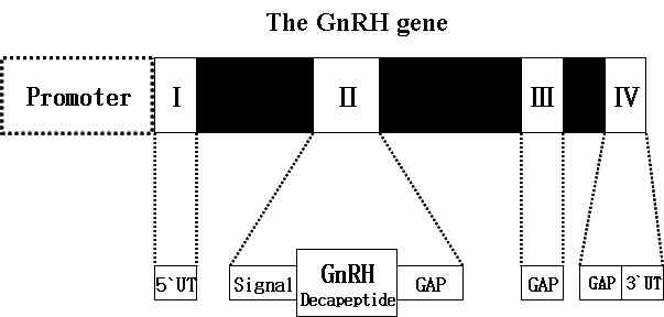 ProGnRH gene의 기본적 구조는 4개의 exon과 3개의 intron으로 구성되어있다. 제Ⅰ의 exon는 5`-untranslated region (5`UT)이며, 제Ⅱ의 Exon는 GnRH의 decapeptide와 GnRH-associated peptide (GAP)를 포함하며, 제 Ⅲ의 exon는 GAP과 제Ⅳ exon는 GAP과 3`UT를 포함한다. 이런 기본적 구조를 갖고 GnRH1, GnRH2, GnRH3로 크게 분류되고 있다