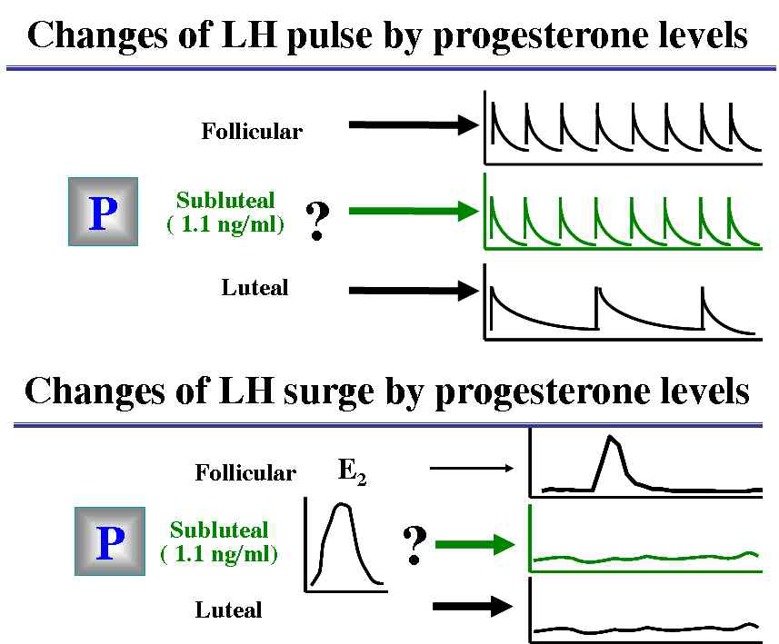 Progesterone 농도에 의한 LH surge와 LH pulse의 분비 패턴. stress, 황체형성부전등과 같은 요인에 의해서 LH의 분비패턴은 다르게 나타난다. 즉 정상적인 기능성 황체기에서 분비되는 progesterone의 농도(≥3ng/ml)는 LH pulse와 LH surge 분비 패턴 모두를 억제하지만, stress와 같은 환경하에서는 부신피질에서 저농도의 progesterone (≑ 1ng/ml)이 분비되고, 이러한 저농도의 progesterone은 LH pulse 분비에 대한 negative feedback 효과는 없으나, LH surge 분비는 강하게 억제한다
