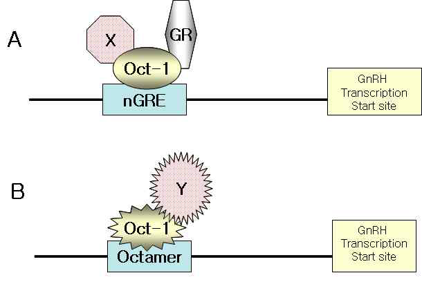 GnRH promoter region에서 potential transcriptional motif에 결합하는 complex model.