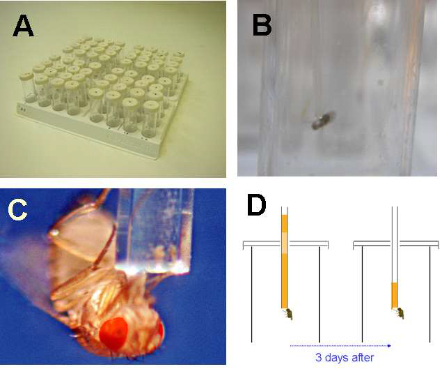 미소모세관법을 이용한 초파리의 음식물 섭취량 측정. (A) 6ml 플라스틱관 64개가 랙에 배치된 모습. (B) 개별 플라시틱관에 갇힌 초파리. (C) 미소모세관에 담긴 액체 음식물을 섭취하는 초파리의 확대 사진. (D) 3일 후, 미소모세관을 통해 섭취된 액체 음식물의 정량