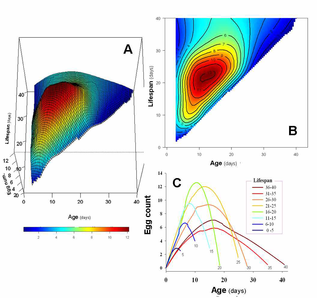 수명과 연령에 따른 초파리의 연령별 산란수를 (A) 3차원 TPS 경관도 반응표면과 (B) 등고선 반응표면으로 적합한 결과. (C) 수명 분포에 따른 초파리의 연령 특이적 산란수의 변화 과정을 LOWESS smoothing 함수로 적합한 결과