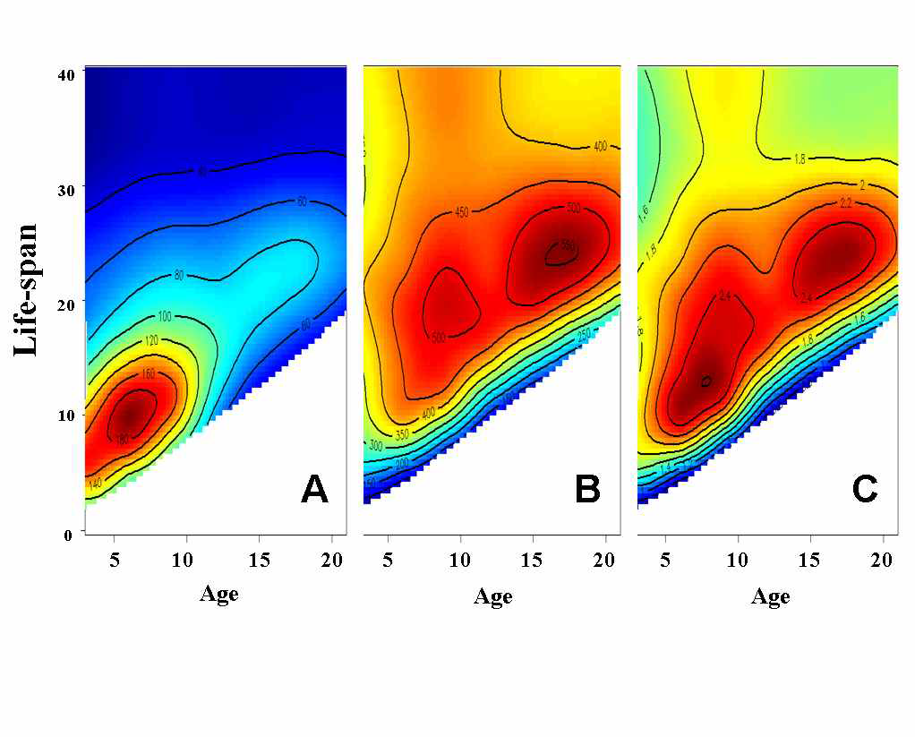 수명과 연령에 따른 초파리의 연령별 (A) 단백질 섭취량, (B) 탄수화물 섭취량, 그리고 (C) 총 열량(calory) 섭취량을 TPS 등고선 반응표면으로 적합한 결과