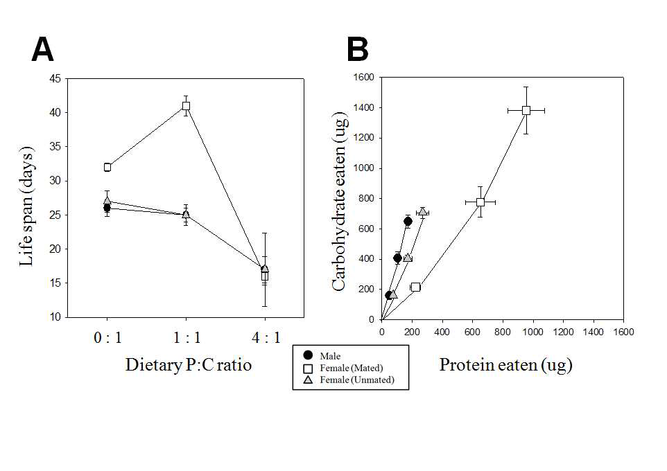 (A) 수컷과 암컷(교미, 처녀) 초파리가 섭취한 음식물의 단백질 대 탄수화물 조성비에 따른 수명 (중간값 ± 95% 신뢰구간), 및 (B) 이들이 9일 동안 섭취한 단백질과 탄수화물 누적 섭취량 (Days 0-3, 0-6, 0-9; 평균 ± 표준오차)