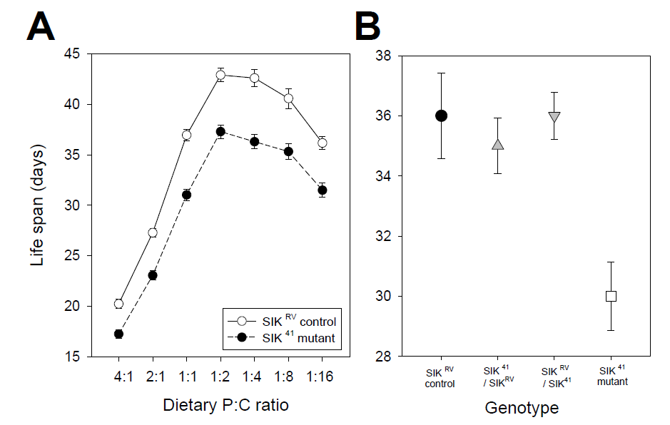 (A) 유전형 (SIKRV cotnrol과 SIK△41mutant)과 음식물의 단백질과 탄수화물 조성비(P:C)에 따른 초파리 암컷의 수명 양상. (B) 동일한 음식 조건(P:C=1:1)에서 4 가지 유전형(SIKRV cotnrol, 2가지 heterogygous SIK△41 /+ mutant, homozygous SIK△41mutant, 모두 암컷)이 보이는 수명 양상.[중간값 ±95% 신뢰구간]