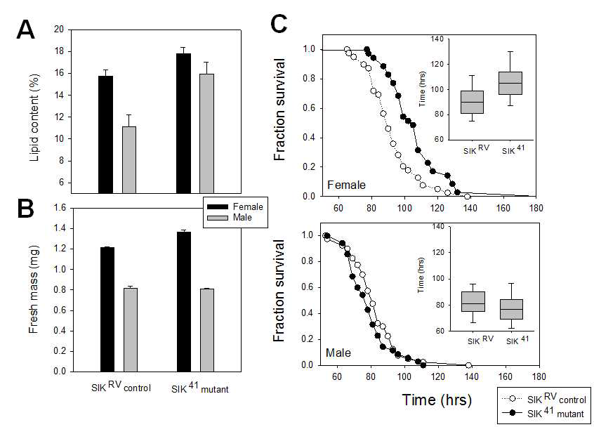 (A) 성별과 유전형(SIKRV cotnrol과 SIK△41mutant)에 따른 초파리의 (A)체지방 축적량과 (B) 체중 차이 (평균 ± 표준오차), 그리고 (C) 기아 지속 기간에 따른 생존의 변화 양상