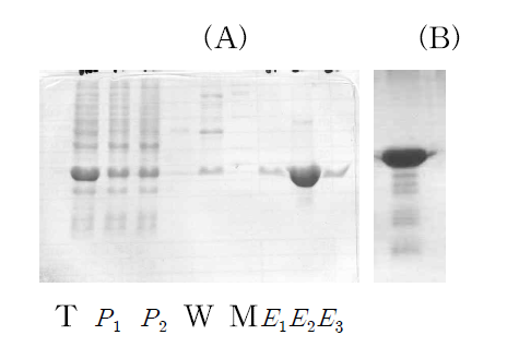 Purification of recombinant IGcam 1-2 protein by affinity chromatography. (A)M: mark; T: clarified protein; P: flow-through fraction; W: fraction washed with 20 mM Tris-Cl plus 50 mM imidazole and 6 M Urea ; E1~ E3 :fraction eluted with 1 M imidazole and 6 M urea (B) purified IGcam 1-2