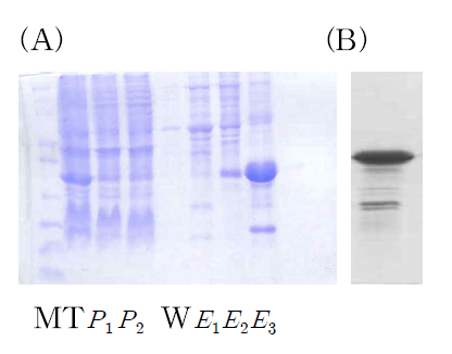 Purification of recombinant IGcam 3-4 protein by affinity chromatography. (A)M: mark; T: clarified protein; P: flow-through fraction; W: fraction washed with 20 mM Tris-Cl plus 50 mM imidazole and 6 M Urea ; E1~ E3 :fraction eluted with 1 M imidazole and 6 M urea (B) purified IGcam 1-2