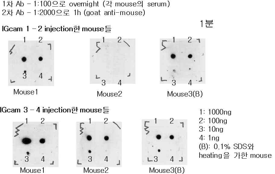 Mouse의 항체를 이용한 IGcam 1-2 와 IGcam 3-4 단백질에 대한 dot blot