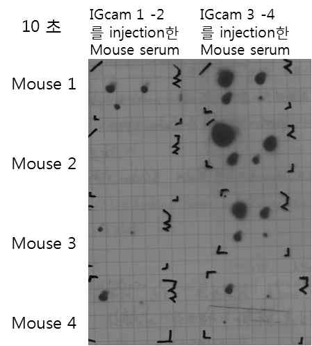 Mouse의 항체를 이용한 IGcam 1-2 와 IGcam 3-4 단백질에 대한 dot blot