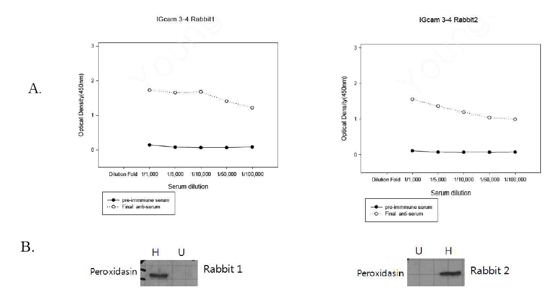 IGcam 3-4 protein에 대한 Rabbit의 ployclonal antibody 제조 A: Ab frontier에서 실시한 ELISA B: IGcam 3-4 protein에 대한 Rabbit의 ployclonal antibody을 이용한 Western blot. H: HUVEC; U: U87