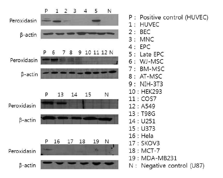 다양한 세포주에서에서 peroxidasin의 발현 조사
