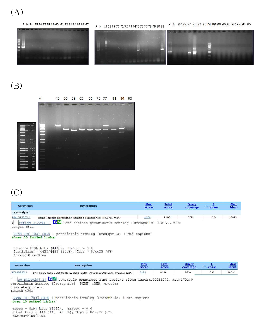 Peroxidsain의 mammalian expression 벡터 구축 (A): peroxidasin cDNA를 도입 후 PCR screening; P: positive control(PXDN plasmid) (B): insert DNA의 SacI 절단으로 방향성 확인 (C):sequencing한 클로닝된 peroxidasin 서열과 구입한 cDNA 서열 비교