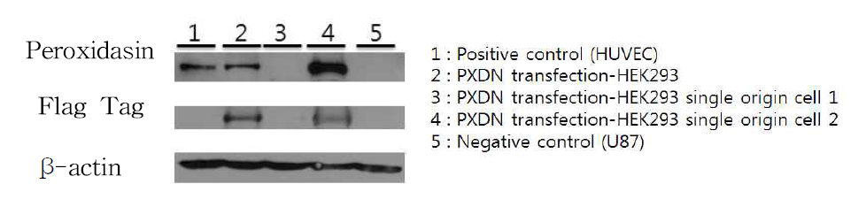 Peroxidsain 발현 stable cell line의 Western blot