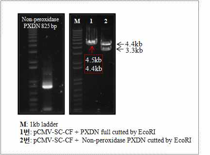 PCR 및 EcoR I enzyme cutting 결과