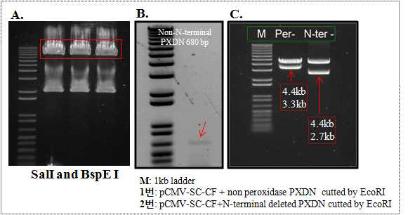 peroxidasin non N-terminal vector 구축. A: SalI and BspE I enzyme으로 cutting 된 peroxidasin. B: PCR result C. Peroxidase and N-terminal deleted sample을 EcoR I enzyme으로 cutted 결과