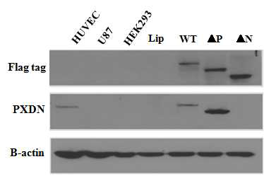 HEK 293 cell에서 PXDN deletion mutant protein들의 expression