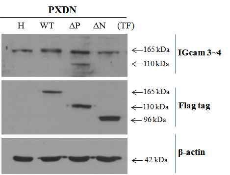 HUVEC에서 PXDN deletion mutant protein들의 expression