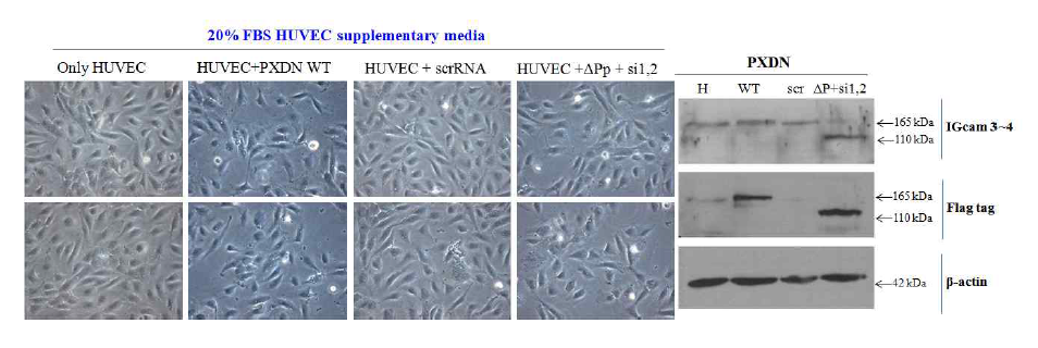 Peroxidase domain-deleted mutant의 HUVEC에서의 역할