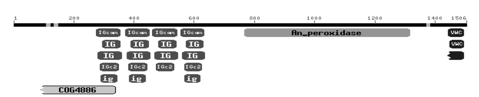 Peroxidasin homolog, Peroxidasin의 구조