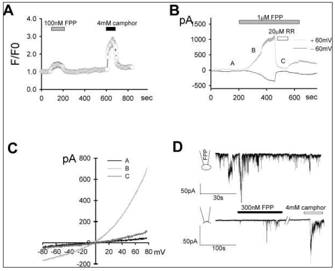 FPP에 의한, TRPV3 이 형발현 HEK293T cell에서의 TRPV3 활성화. (A) 100 nM FPP 투여가 intracellular Ca2+ level을 증가시킴 (n=75). 모든 세포는 TRPV3 agonist인 camphor에 의해서도 반응을 보임 (B) Whole cell voltage clamp 실험에서 FPP가 TRPV3 전류반응을 일으킴 (n=8). TRPV3 blocker인 RR 동시투여에 의하여 반응이 차단됨. (C) (B)에서 표기된 알파벳 시점에서의 전류-전압 관계 곡선. (D) cell-attached patch (n=24, upper trace)에서 세포바깥으로 투여한 FPP가 강력한 전류반응을 유발하는데 비해서 inside-out patch에서 세포안쪽으로 투여한 FPP는 미약한 전류반응을 유발함 (n=11, lower trace)