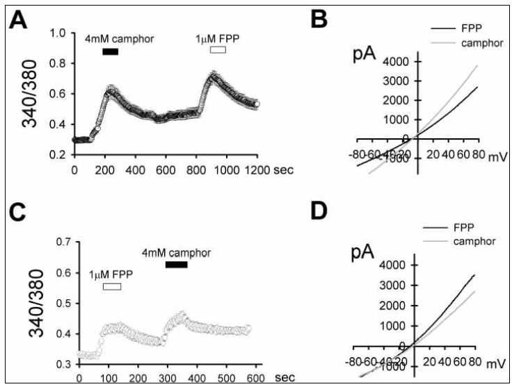 FPP에 의한 keratinocyte TRPV3의 활성화. (A, C) 1 uM FPP의 투여가 intracellular Ca2+ level을 증가시킴 (A: HaCat cell line data (n=72), C: NHEK cell data (n=114)). (B, D) whole cell voltage clamp 실험에서 측정한 전류-전압 관계 곡선 HaCat cell lines 의 FPP 반응 (n=5; B) NHEK cell의 FPP 반응 (n=5; D). 모두 4mM camphor 반응과 유사하게 outward rectification 하는 결과를 나타냄