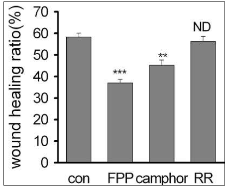 wound healing test에서 FPP 등 TRPV3 작용물질의 효과. FPP 및 camphor 등 TRPV3 activator들은 HaCat cell line의 수복을 유의성있게 저해하는 효과를 보임