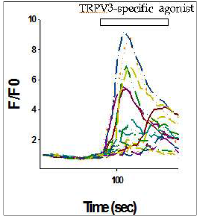 MCF-7 cell line의 TRPV3 agonist 반응성. Fluo-3AM intracellular calcium imaging 실험결과 TRPV3 agonist 300 uM 투여시 강력 한 세포내 calcium influx가 유발되었음. 따라서 TRPV3 agonist에 의한 plamsma membrane에 존재하는 TRPV3 활성화에 의해 TRPV3 pore를 통한 calcium 유입이 이루어졌음을 알수 있음