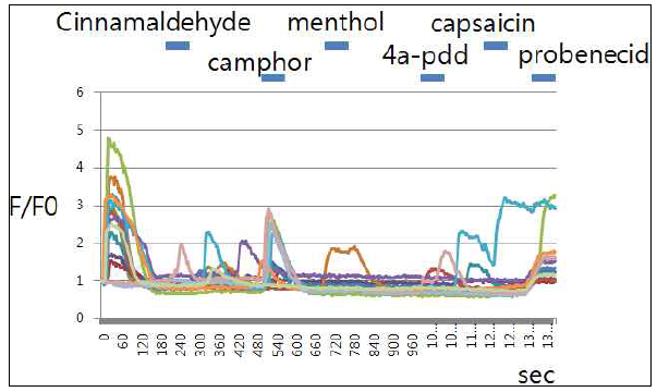 MDA-MB-231 cell line의 thermoTRP channel agonist 반응 양상. Fluo-3AM intracellular calcium imaging 실험결과 TRPV3 agonist camphor 4 mM 투여시 일관성 있는 세포내 calcium influx가 유발되었음. 따라서 MDA-MB-231의 plamsma membrane에 존재하는 TRPV3 활성화에 의해 TRPV3 pore를 통한 calcium 유입이 이루어졌음을 알 수 있음