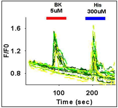 MCF-7 cell의 inflamamatory mediator에 의한 Fluo-3AM-calcium imaging 실험에서의 intracellular calcium 증가 반응. bradykinin 및 histamine 2종의 inflammatory mediator 투여에 의하여 연속적인 TRPV3-mediated calcium influx 반응이 발생함