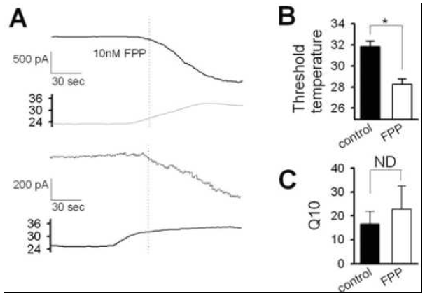FPP에 의한 TRPV3 sensitization 효과. Whole cell voltage clamp technique을 사용하여 측정함. (A) 10 nM FPP 투여시의 TRPV3의 temperature 반응 (상단) 및 미투여시의 반응 (하단). (B) 10 nM FPP 투여시와 미 투여시 의 TRPV3의 temeperature threshold 비교. (C) 10 nM FPP 투여시와 미 투여시의 TRPV3의 Arrheniuns plot 상의 Q10 수치의 변화