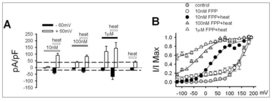 FPP와 heat stimulus의 synergism/saturation 및 그 mechanism. (A) FPP의 농도를 높여서 투여함에 따른 heat에 의한 TRPV3 반응을 current density로 나타냄. (B) 각 FPP 농도 별 heat에 의한 TRPV3 voltage-dependence의 변화. FPP의 농도가 높아질수록 voltage-dependence curve가 left-shift 하는 경향을 보임