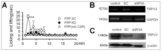 내인성 조절인자인 FPP의 in vivo 효과. (A) scrambled shRNA 피하투여 시 FPP에 의한 licking/flicking 행동반응의 통계적으로 유의성있는 억제가 관찰되지 않음. 반면에, TRPV3-specific shRNA의 피하투여에 의하여서는 FPP에 의한 licking/flicking반응의 유의성있는 증가가 관찰됨. Carrageenan inflammation을 유발한 3시간 경과후 mice 실험 결과. shRNA는 48시간 전 피하투여하였음. (B) TRPV3-shRNA에 의한 TRPV3 mRNA 감소효과. RT-PCR로 확인. (C) TRPV3-shRNA에 의한 TRPV3 protein 감소효과. western blot으로 확인