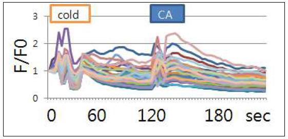 동일 MG63 cell line에 cold-temperature buffer (~15oC)와 TRPA1 agonist cinnamaldehyde를 연달아 투여시 Fluo3-calcium imaging 결과. 두 자극 모두 공히 Ca2+ influx를 유발함