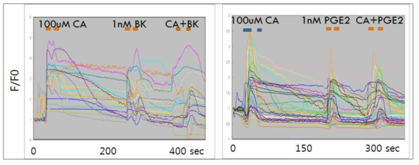 MG63 cell line에 TRPA1 agonist cinnamaldehyde, bradykinin (좌측), prostaglandin E2 (PGE2, 우측)를 투여시 Fluo3-calcium imaging 결과. 모든 약물이 유의성있는 Ca2+ influx를 유발하나, bradykinin이나 PGE2에 의한 cinnamaldehyde Ca2+ influx반응의 증진효과는 관찰되지 않음