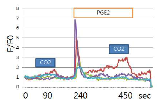MG63 cell line에 TRPA1 activator인 CO2에 의한 TRPA1-mediated Ca2+ influx. PGE2, 투여시 CO2에 의한 Ca2+ influx가 유의성있게 증진됨