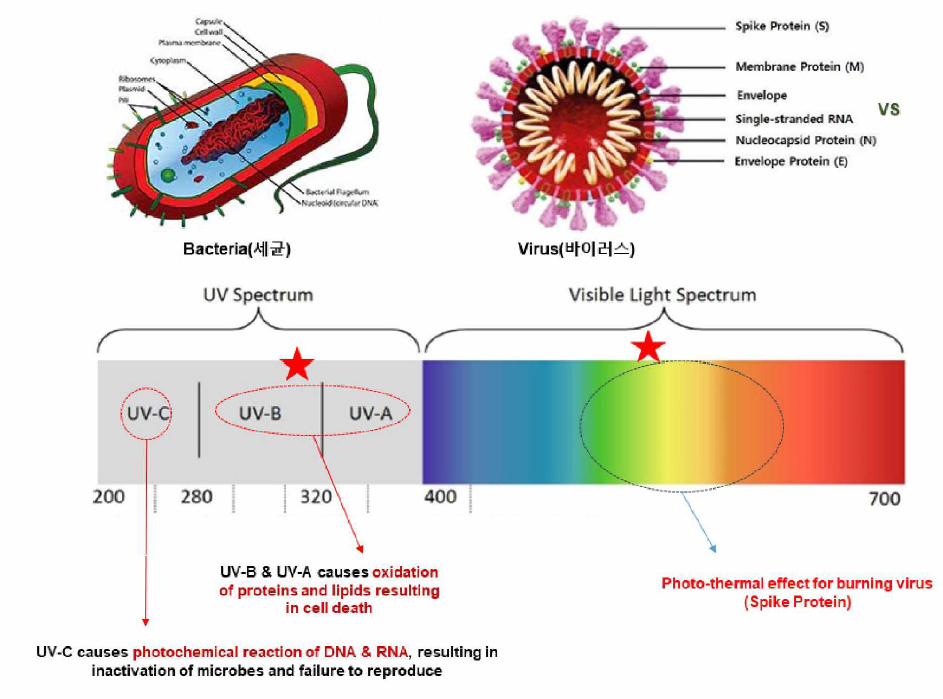박테리아 및 바이러스의 광반응 메커니즘 개념도