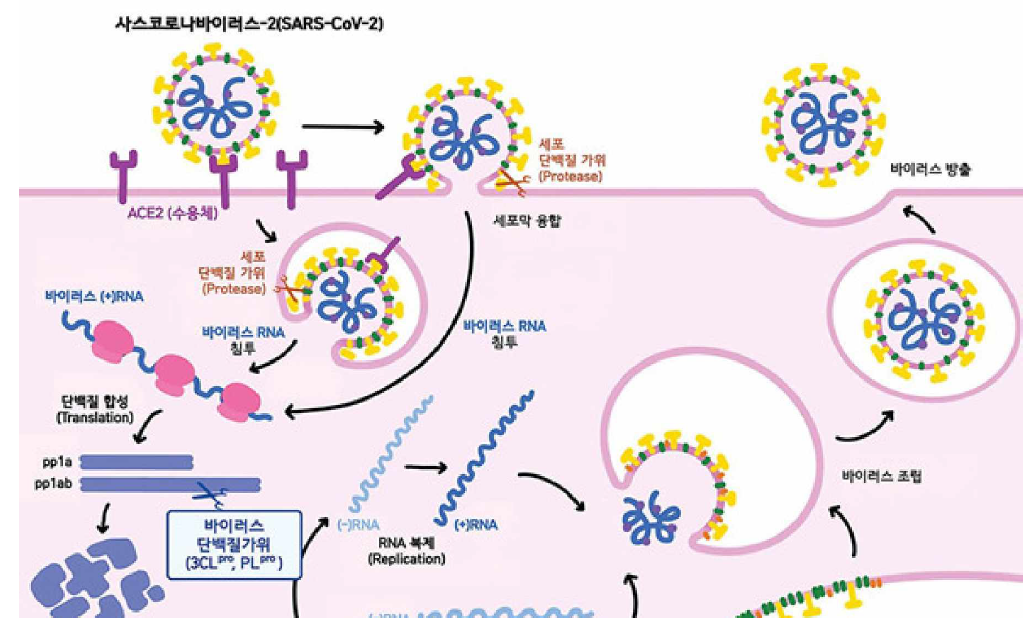 사스코로나바이러스의 감염 메커니즘 (Ref. 기초과학연구원)