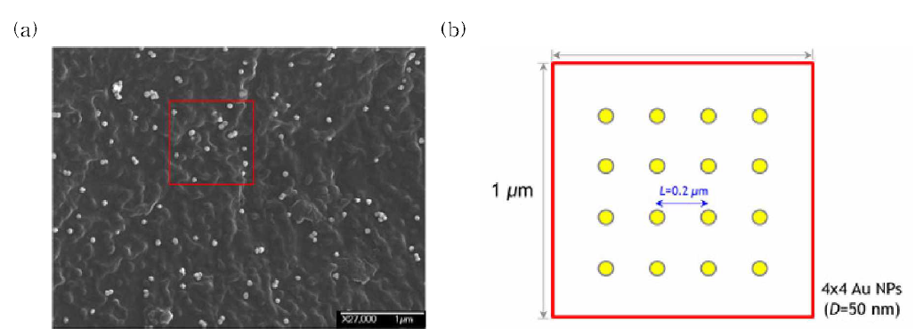 금 나노입자 군의 광열효과 시뮬레이션 구성 : (a) 금 나노입자가 도포된 필터 파이서의 전자현미경 이미지 및 (b) 1 nm1 내 4x4 금 나노입자 구성 개념도