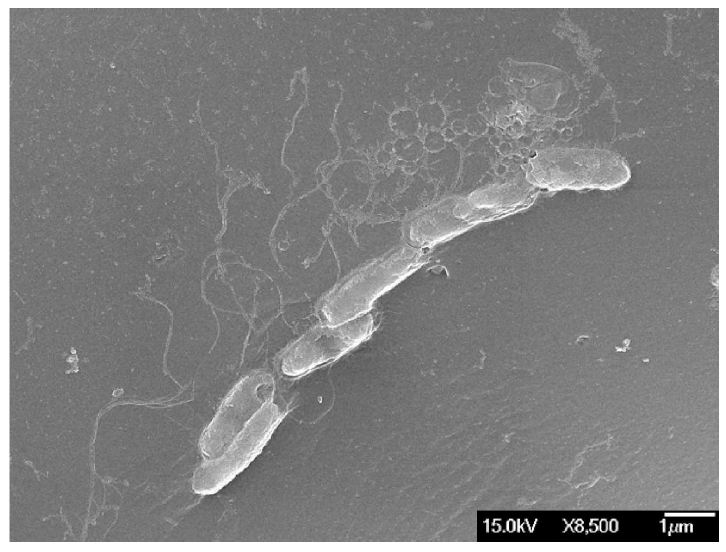 Escherichia coli ATCC°C® 25922의 전자현미경 이미지