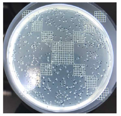 1/104 희석액에 대한 박테리아 농도 계수 (CFU = 5x l03 cells/mL)