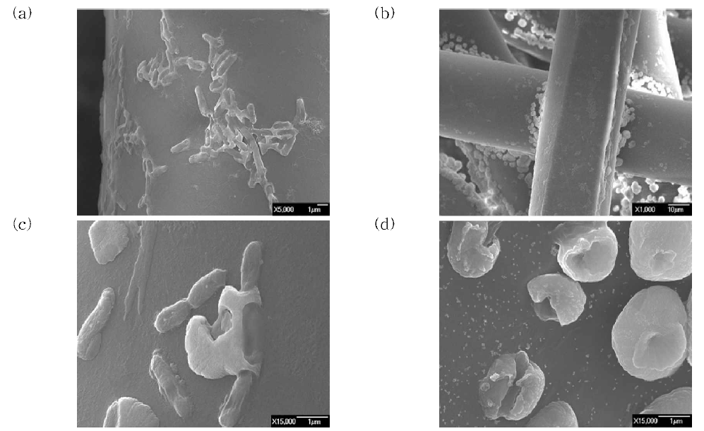 (a)(c) 필터 표면에서 살아있는 박테리아와 (b)(d) 사멸된 박테리아의 SEM 이미지