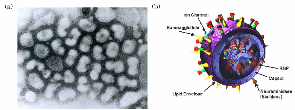 (a) 인플루엔자 바이러스의 전자현미경 사진과 (b) 인플루엔자 바이러스의 구조