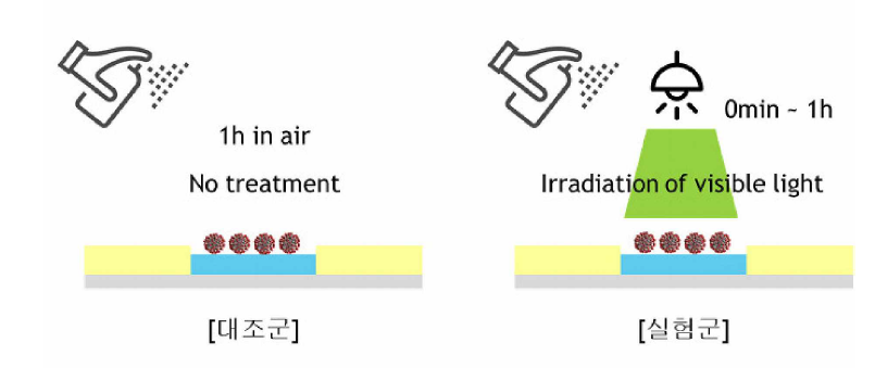 인플루엔자 바이러스 감염성 억제 실험 개략도