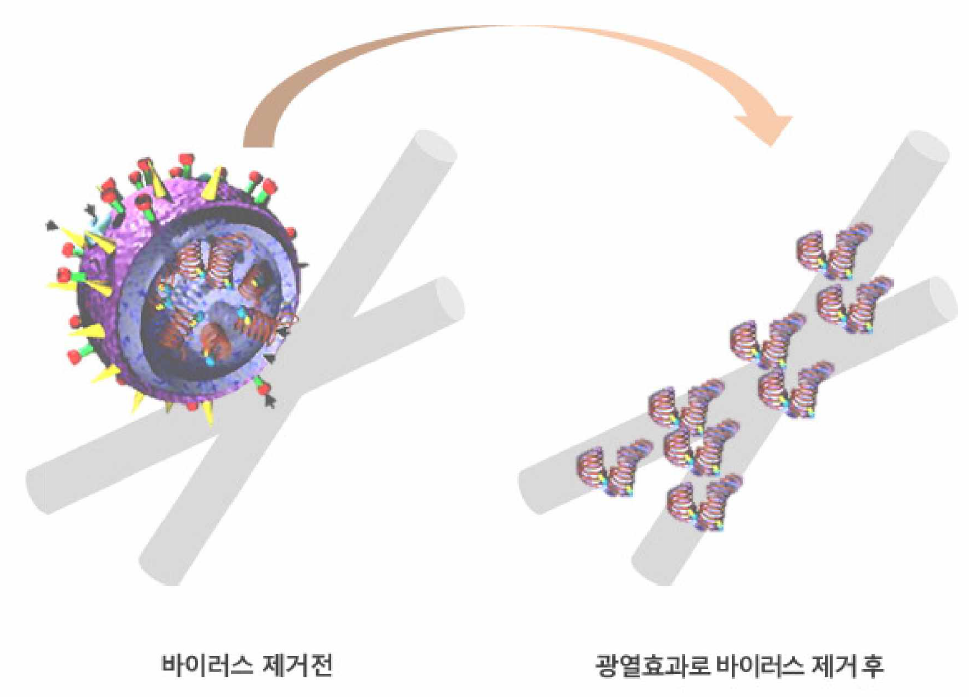 광열효과에 의한 바이러스 감염성 억제 메커니즘