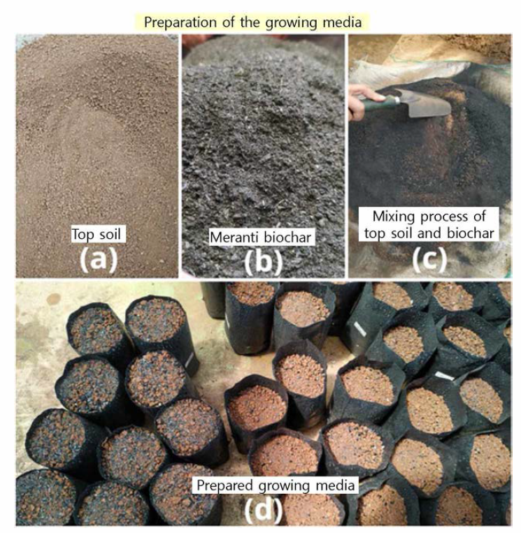 묘목의 growing media 준비 과정