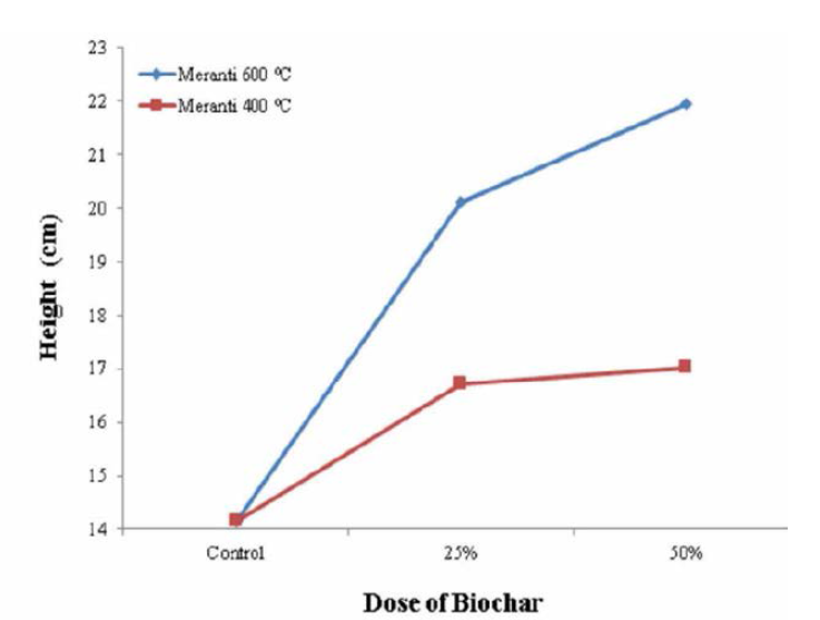 Meranti biochar가 Sengon 성장에 미친 영향-1