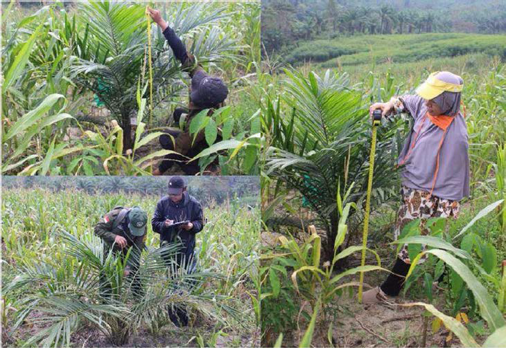 Palm 나무 측정과 soil sampling