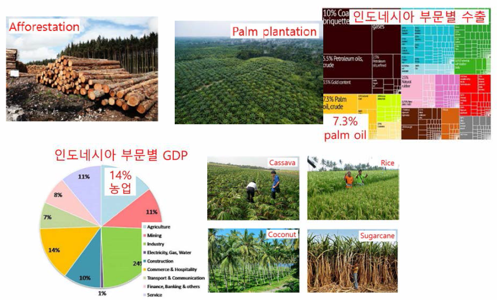 Biochar 생산 및 활용을 위한 인도네시아 바이오매스 시장